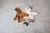 pol_pl_Lassig-Bluza-z-kapturem-z-bawelny-organicznej-GOTS-Little-Gang-Fun-caramel-4-6-lat-11525_6.jpg